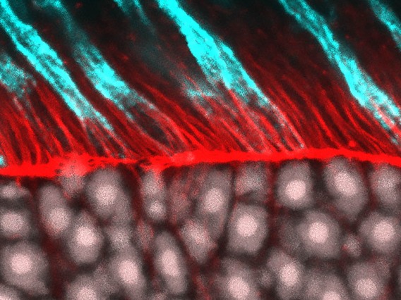 This image of the cone photoreceptors and outer nuclear layer found in the retina was chosen as one of the winners in the 2019 Vector Labs image contest. It was captured by Andrea Wellington, assistant research scientist in the Eggers Lab in the Department of Physiology at the College of Medicine – Tucson.