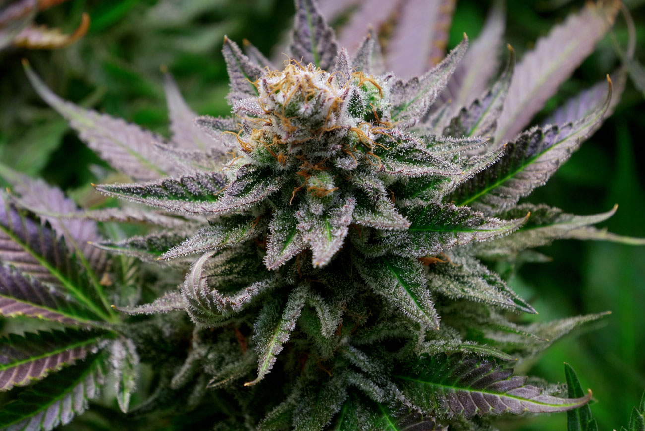 Terpenes in Cannabis, Explained | UArizona Health Sciences