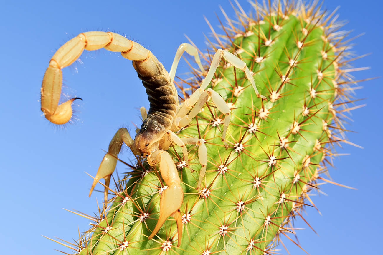 Blog  Striped Bark Scorpion