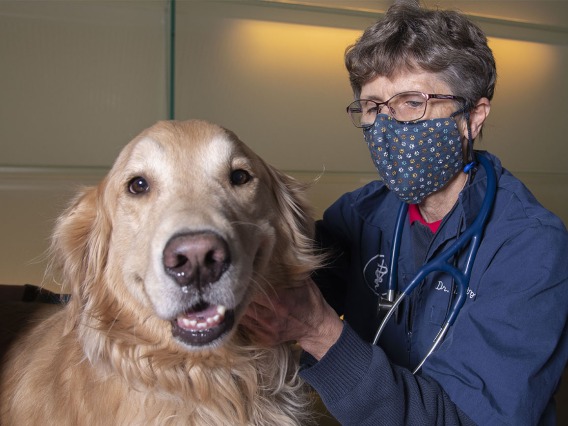 Lisa Shubitz, DVM, led a research team that examined the effects of a potential canine Valley fever vaccine in dogs. The positive results represent a major step toward the development of not only a canine vaccine, but eventually a human vaccine for Valley fever.