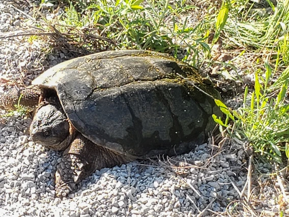 Wildlife easily spotted from a bicycle in Michigan’s Upper Peninsula.