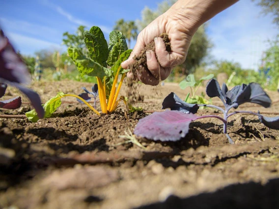 valley fever gardening