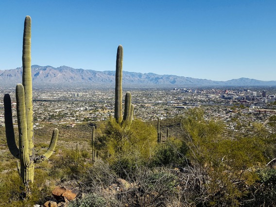 Saguaros and desert environment in Tucson, Ariz.