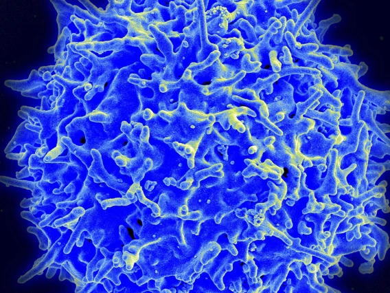 human T cell