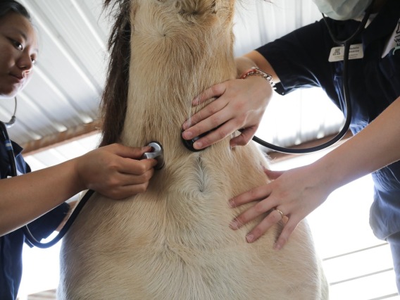 Two veterinary students examine horse