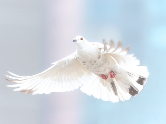 white dove flying with wings spread