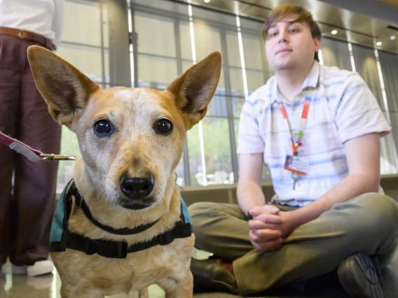 A small dog with pointed ears looks directly at the camera while a man sits next to it. 