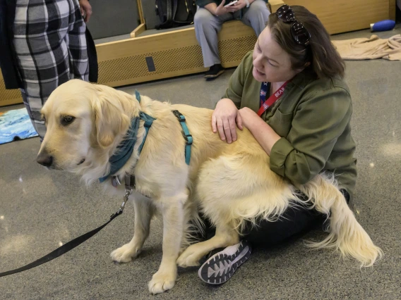 A woman sits on the floor while a large golden retriever sits on her lap. 