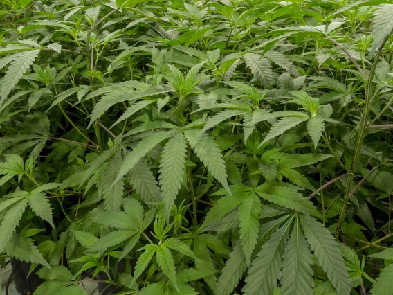 Cannabis sativa plants
