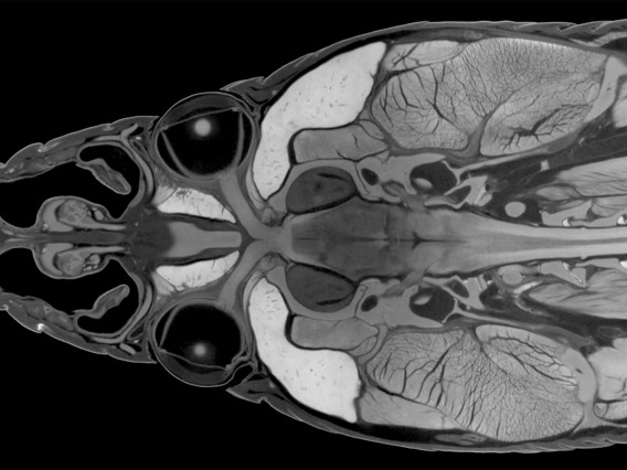 A CT scan of a snake head