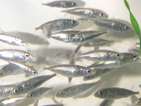 threespine stickleback fish in a tank 