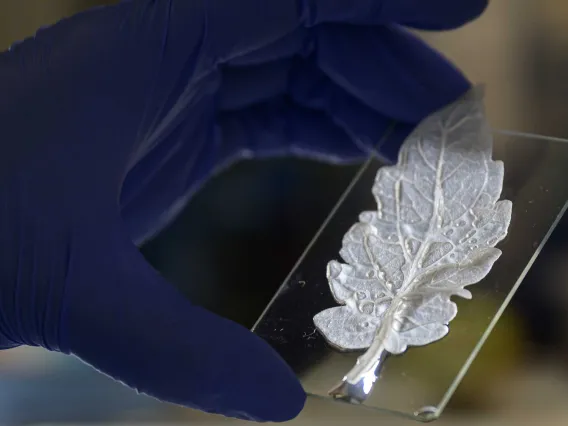 A gloved hand holds a glass microscope slide with a large, bright, white leaf on it. 