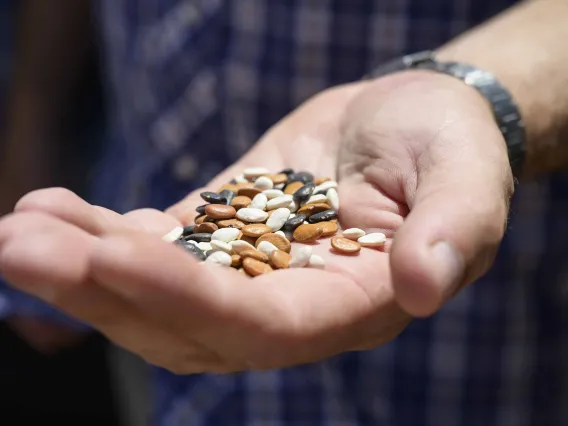 Close-up of hand holding tepary beans