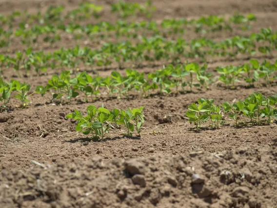 Rows of young tepary bean plants sprouting in brown soil