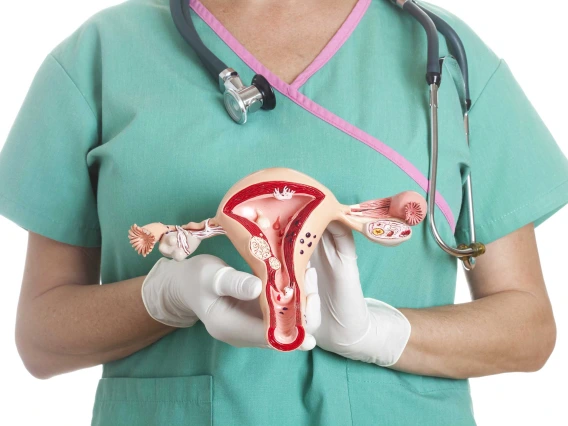 a doctor holds a model of the female reproductive system