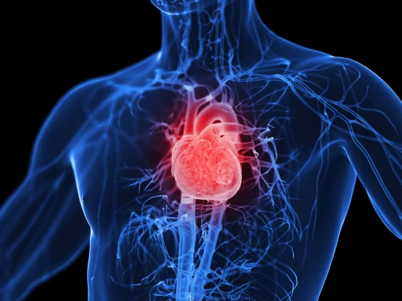 Illustration of male cardiovascular system 