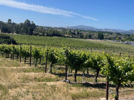 A photo of rows upon rows of grape vines in Sonoma, California.