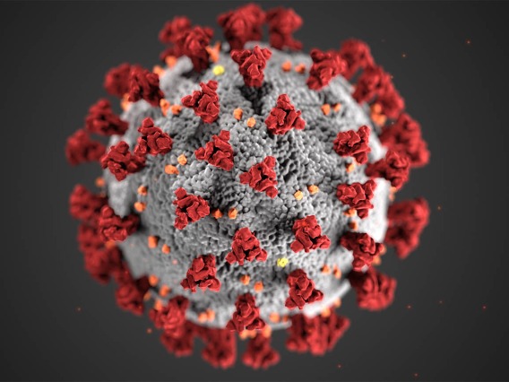 This illustration reveals ultrastructural morphology exhibited by coronaviruses. A novel coronavirus, named Severe Acute Respiratory Syndrome coronavirus 2 (SARS-CoV-2), causes coronavirus disease 2019 (COVID-19). (Image: U.S. Centers for Disease Control and Prevention)