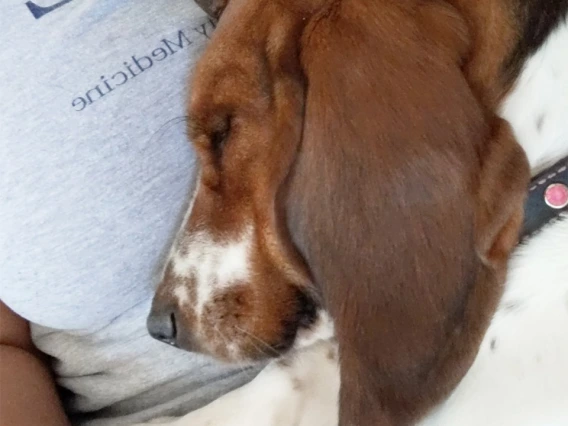 Zoom meetings make us tired, too. Photo submitted by Jennifer Fischahs, marketing specialist, College of Medicine – Tucson, Department of Medical Imaging.