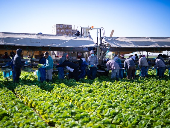 Through the Arizona Farmworker Enumeration Profiles Study, researchers at the University of Arizona Mel and Enid Zuckerman College of Public Health will produce current and credible counts of farmworkers and their household members in the state.
