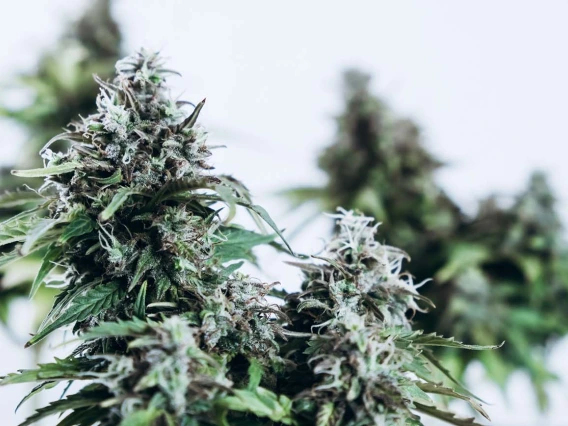 Terpenes are found in many plants, and new research has demonstrated a terpene/cannabinoid interaction that showed positive results in controlling pain.