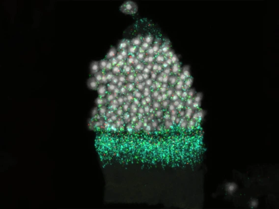 Under the microscope, nuclei (labeled in white) inside a retina look like frosting on a cupcake.