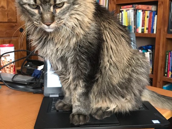 Dimmu the cat is hard at work. Photo submitted by Maria A. Telles, PhD, assistant to the department head at the College of Medicine – Tucson’s Department of Medical Imaging.