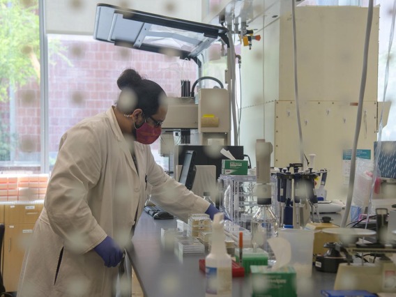 Jose Carranza, research technician for University of Arizona Genetics Core, prepares a plate of serum for antibody testing