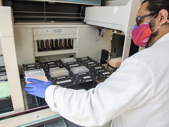 Jose Carranza, research technician in University of Arizona Genetics Core, loads a plate of serum for antibody testing onto a Biomek robot for dilution.