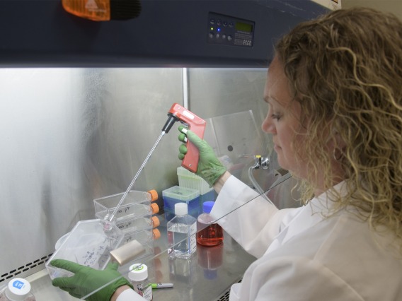 Jennifer Uhrlaub, MSc, assistant research scientist, prepares to culture the virus that causes COVID-19 so it can be pitted against antibodies to learn how it can be defeated.
