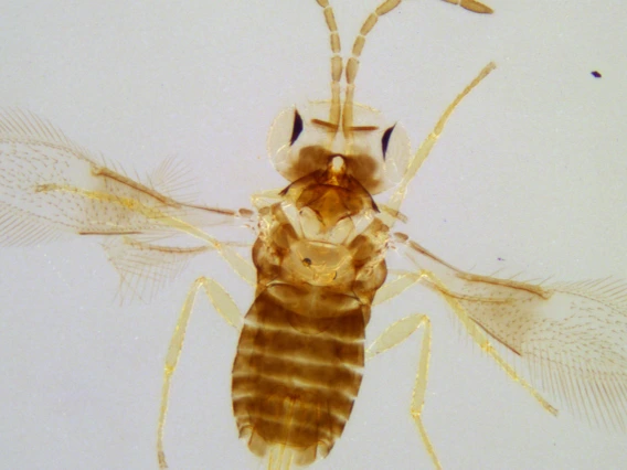 A crisp image of a microscopic wasp is composited (using an image processing technique called extended depth of field) from a series of photos taken through a light microscope by Douglas Cromey, MS, associate scientific investigator in the Department of Cellular and Molecular Medicine in the College of Medicine – Tucson.