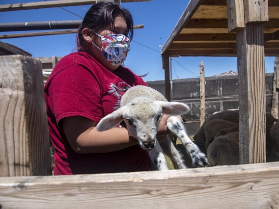 A girl holds a lamb in Tuba City, Ariz. on the Navajo Nation. Her family received supplies from the University of Arizona Cancer Center’s drive, which supplied, sanitizer, paper towels, food, and water.