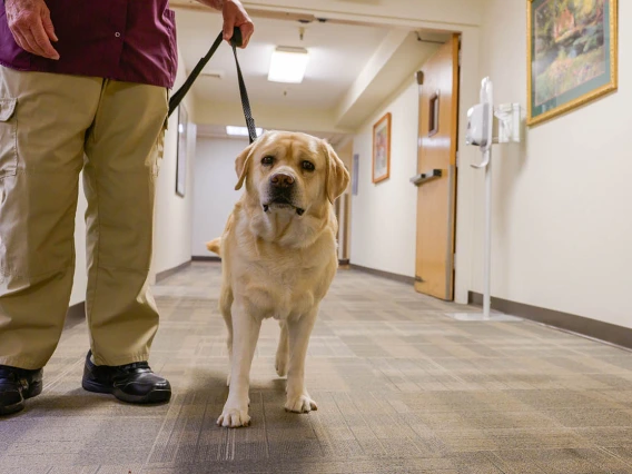 A therapy dog walks the halls of the clinic in Payson. 