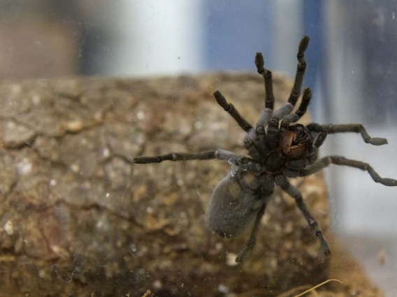 While this desert tarantula is not poisonous to humans, it can frighten people who encounter it in the wild. 