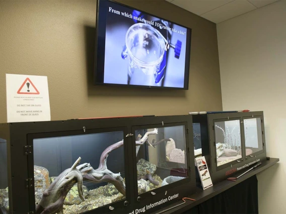 These display cases for the venomous snakes and insects are in the lobby of the AzPDIC offices in the College of Pharmacy. Dr. Dan Massey, the Poison Center’s venomous reptile curator, rotates the animals through the center from his collection at home. 