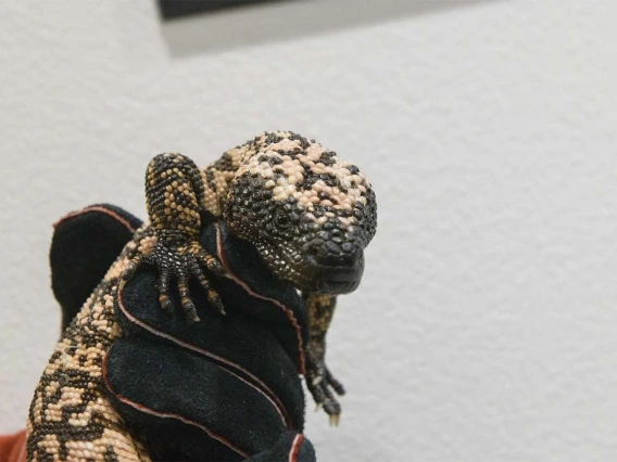 The Gila monster is one of two venomous lizards known to exist. It is believed that they use the venom for defensive purposes, not for hunting. Their bite is rarely fatal to humans, but can cause pain, edema, bleeding, nausea and vomiting. 