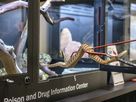 Dr. Dan Massey, the Poison Center’s venomous reptile curator, uses snake hooks to handle the rattlesnakes when moving the venomous snakes in or out of their enclosures. 