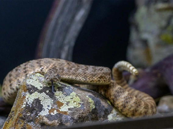 A Tiger Rattlesnake is one of the reptiles currently housed at AzPDIC to train students and staff how to identify different types of poisonous reptiles and insects. 