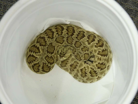 If you see a white 5-gallon bucket in AzPDIC, it is best not to open it. The buckets are used to transport venomous reptiles, like this Green Mohave rattlesnake. 