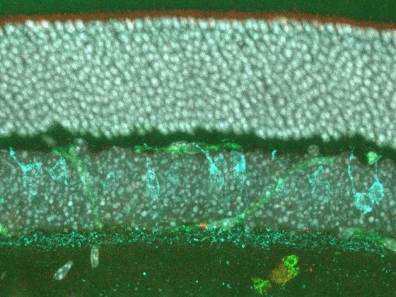 Image taken under a microscope shows the inner retina with cone bipolar cells genetically labeled in cyan, photoreceptors and blood vessels labeled in green and cell nuclei labeled in white. The shape of a little smiling fish appears toward the bottom.
