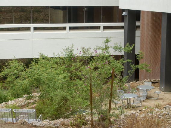 If you are looking for a space that gives you a different perspective, you have to look down as you pass along the east side of the Skaggs Pharmaceutical Sciences Building. It is one of the only subterranean open-air spaces with tables and chairs that we’re aware of on the Tucson campus. 