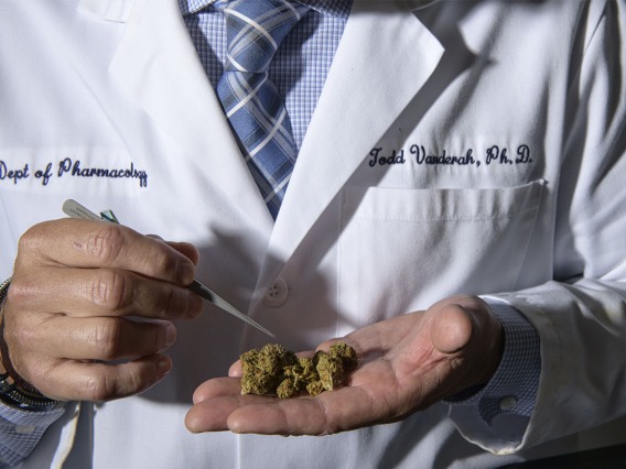 Researchers in the Comprehensive Pain and Addiction Center are studying cannabis with a focus on pain, inflammation and addiction.