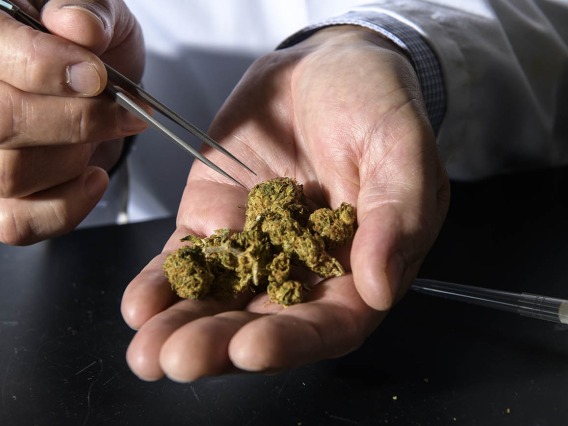 Comprehensive Center for Pain and Addiction researchers say reclassifying cannabis as a Schedule III substance would loosen the restraints on research into possible benefits, as well as any potential negative side effects, of medical marijuana.