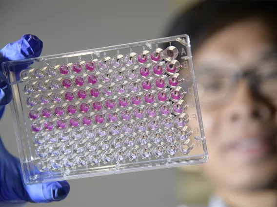 Jun Wang, PhD, looks at cell cultures in the expanded Skaggs research center.