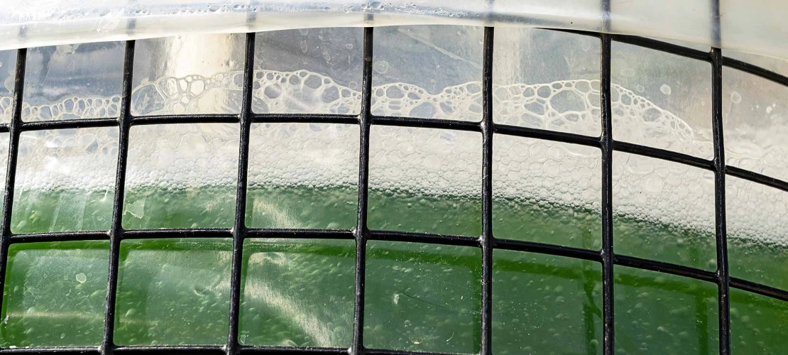 green liquid spirulina growing in a bioreactor