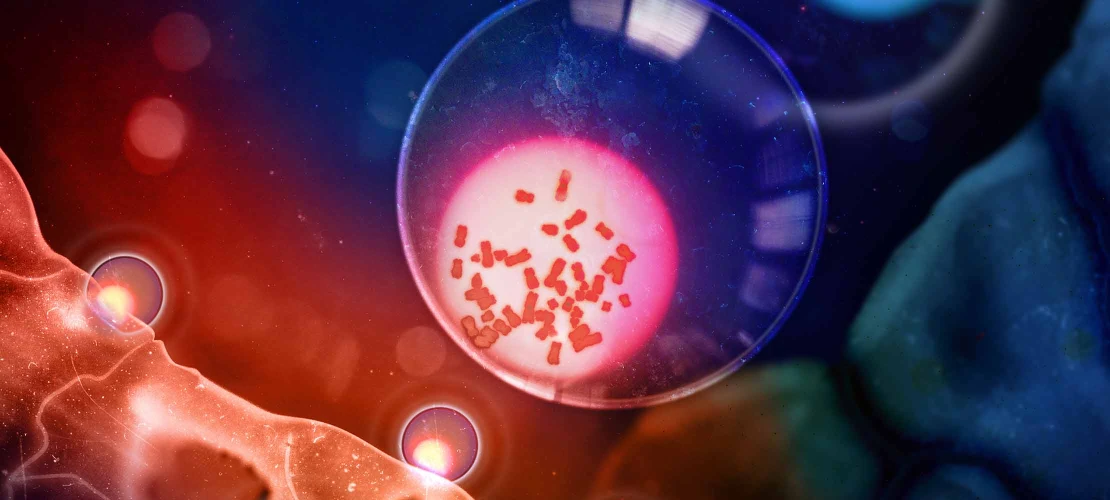 An illustration of a T cell with Y chromosomes next to a cancer tumor, with a T cell without Y chromosomes in the background