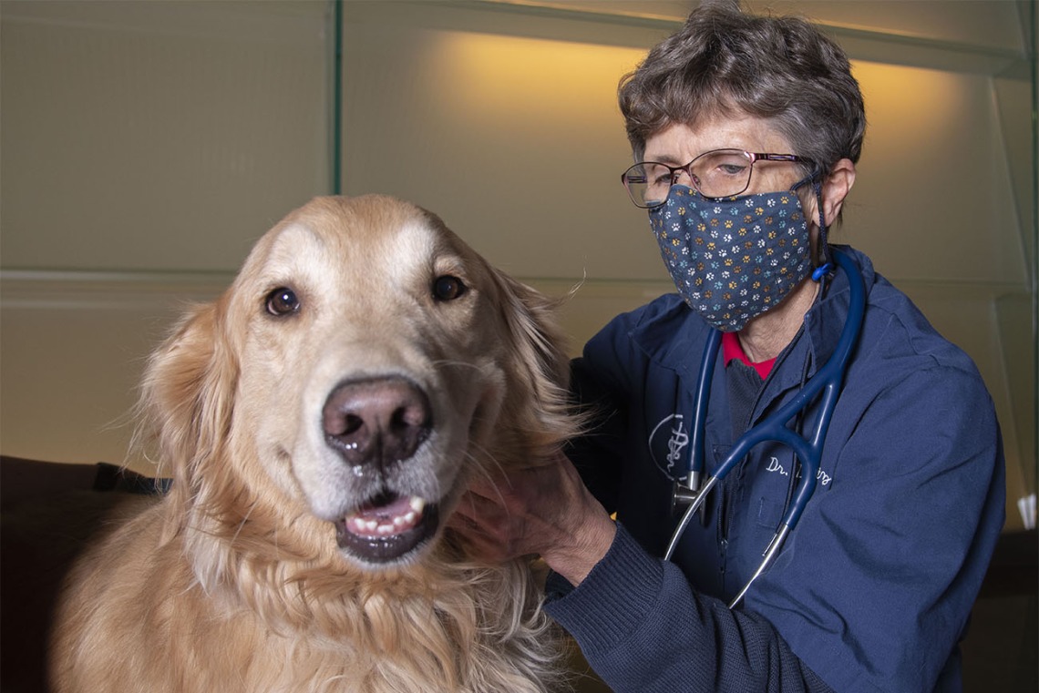 Lisa Shubitz, DVM, led a research team that examined the effects of a potential canine Valley fever vaccine in dogs. The positive results represent a major step toward the development of not only a canine vaccine, but eventually a human vaccine for Valley fever.