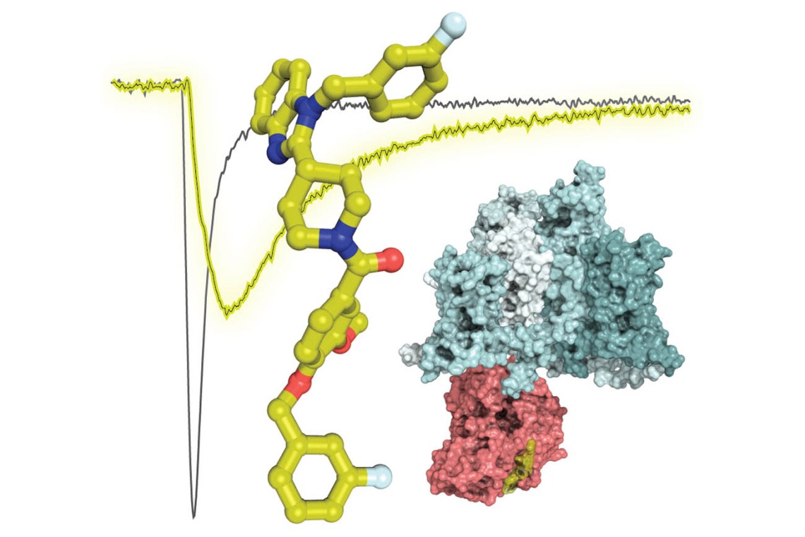 Compound 194 (left) was developed by researchers to  uncouple the interaction between CRMP2 and the enzyme Ubc9, which indirectly regulates the sodium ion channel NaV1.7. A new study showed that the resulting reduction in sodium currents reduced pain. (Image: Samantha Perez-Miller, Aude Chefdeville and Rajesh Khanna)