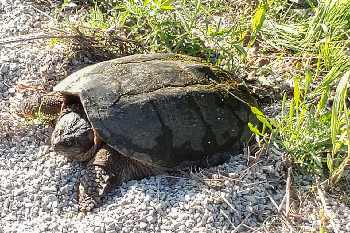 Wildlife easily spotted from a bicycle in Michigan’s Upper Peninsula.