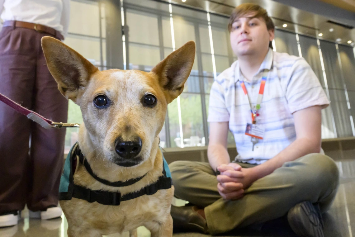 A small dog with pointed ears looks directly at the camera while a man sits next to it. 